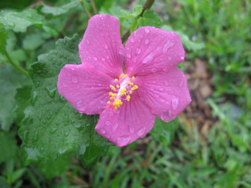 Photo of Pavonia lasiopetala (Texas Rock Rose)