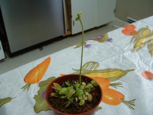 Photo of Dionaea muscipula (Venus Flytrap)