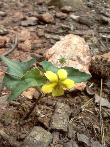 Photo of Viola hastata (Halberdleaf Yellow Violet)