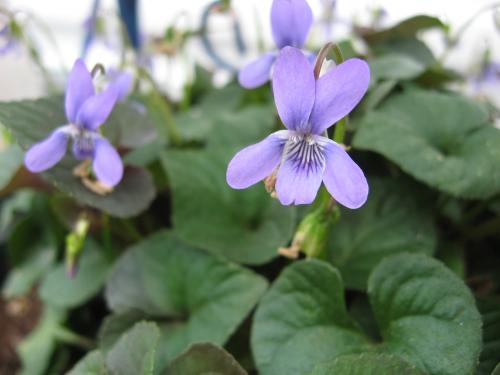Photo of Viola labradorica (Alpine Violet, Sweet Violet)