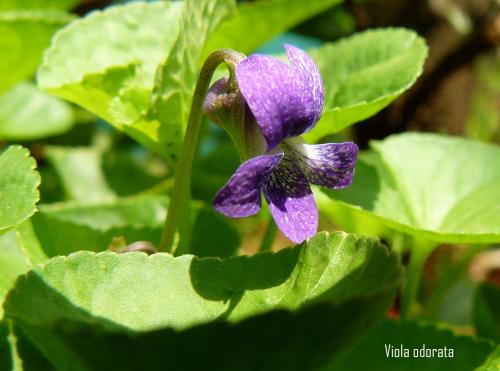 Photo of Viola odorata (Sweet Violet, English Violet)