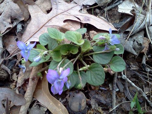 Photo of Viola walteri (Prostrate Blue Violet)