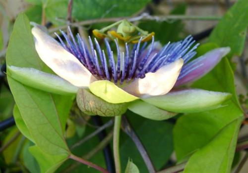 Photo of Passiflora caerulea (Blue Passionflower,  Hardy Passionflower)