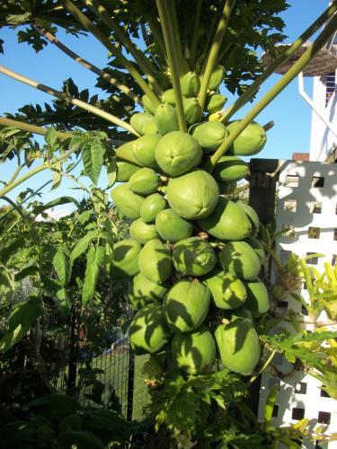 Photo of Carica papaya (Papaya)