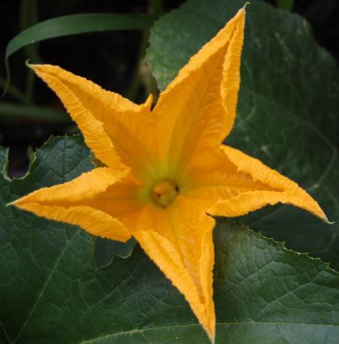 Photo of Cucurbita pepo (Field Pumpkin, Squash, Gourd)