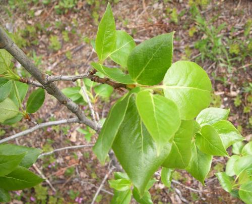 Photo of Populus balsamifera (Balsam Poplar)