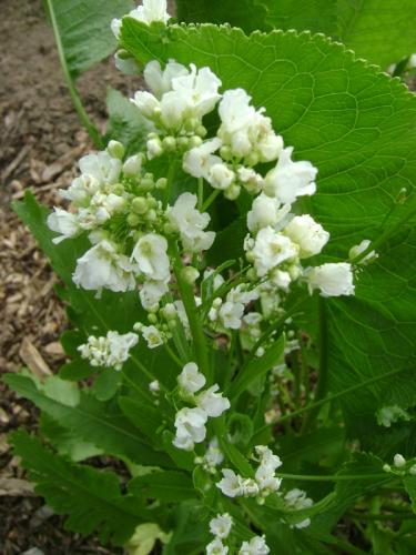 Photo of Armoracia rusticana (Horseradish)