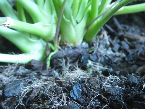 Photo of Armoracia rusticana (Horseradish)