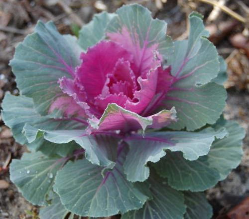 Photo of Brassica oleracea (Ornamental Cabbage)