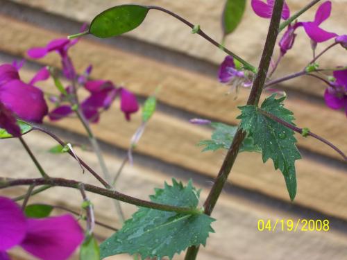 Photo of Lunaria annua (Annual Honesty, Money Plant)