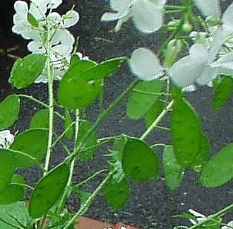 Photo of Lunaria annua (Annual Honesty, Money Plant)