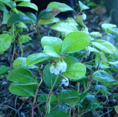 Photo of Gaultheria ovatifolia (Western Teaberry)
