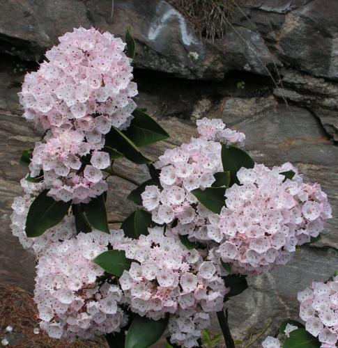 Photo of Kalmia latifolia (Mountain Laurel)