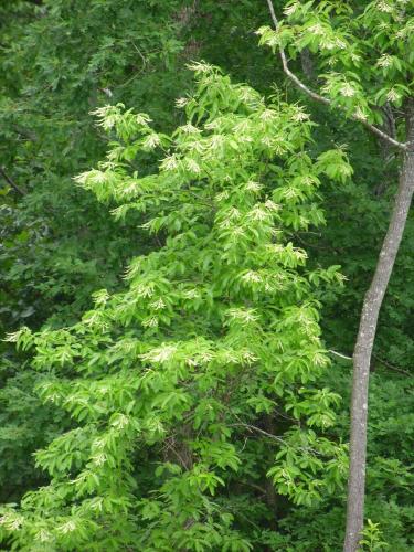 Photo of Oxydendrum arboreum (Sourwood, Sorrel Tree, Lily-of-the-Valley Tree)