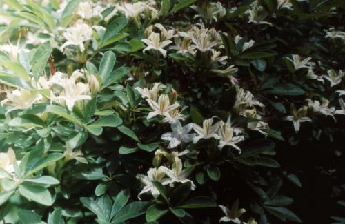 Photo of Rhododendron arborescens (Sweet Azalea, Smooth Azalea)