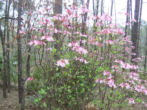 Photo of Rhododendron canescens (Piedmont Azalea)