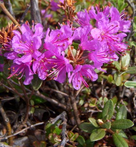 Photo of Rhododendron lapponicum (Lapland Rosebay)