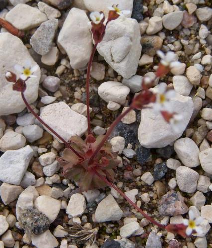 Photo of Androsace septentrionalis (Pygmyflower Rockjasmine, Northern Fairy Candelabra)