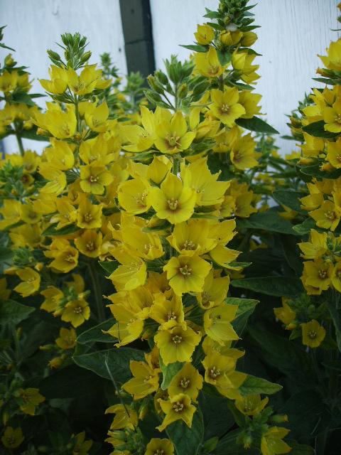 Photo of Lysimachia vulgaris (Yellow Loosestrife)