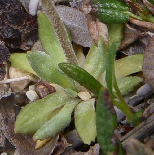 Photo of Primula egaliksensis (Greenland Primrose)