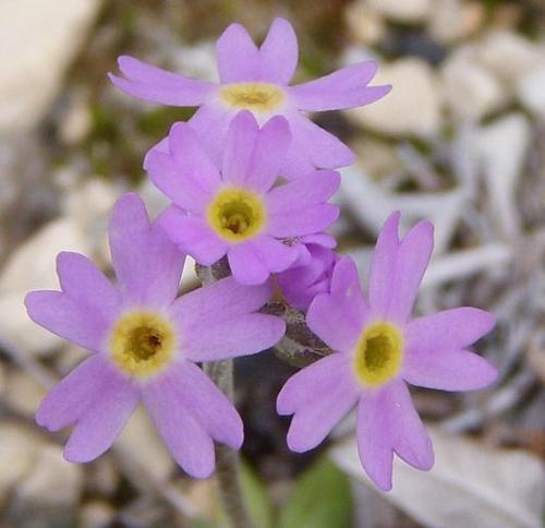 Photo of Primula egaliksensis (Greenland Primrose)