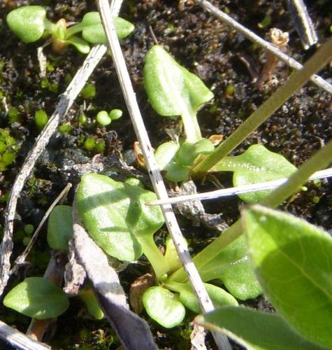 Photo of Primula stricta (Strict Primrose)
