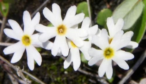 Photo of Primula stricta (Strict Primrose)