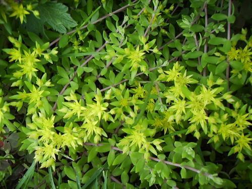 Photo of Sedum sarmentosum (Stringy Stonecrop, Gold Moss, Graveyard Moss)