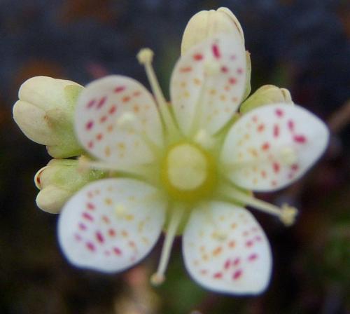 Photo of Saxifraga tricuspidata (Three-Toothed Saxifrage, Prickly Saxifrage)