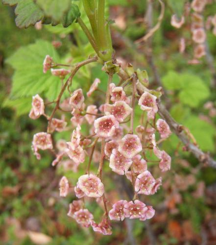 Photo of Ribes hudsonianum (Northern Black Currant)