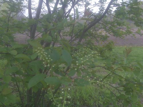 Photo of Prunus serotina (Black Cherry)