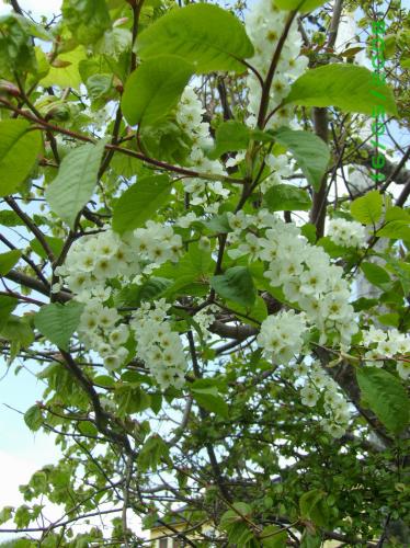 Photo of Prunus padus (Bird Cherry)