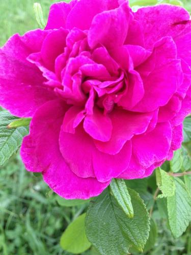 Photo of Rosa rugosa (Rugosa Rose, Ramanas Rose)