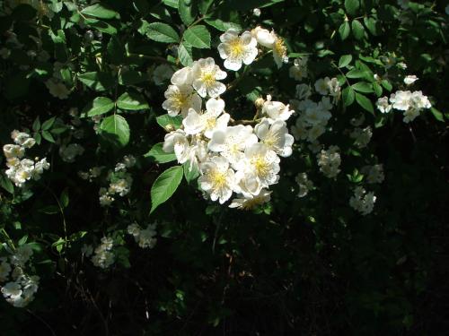 Photo of Rosa multiflora (Multiflora Rose, Rambler Rose)