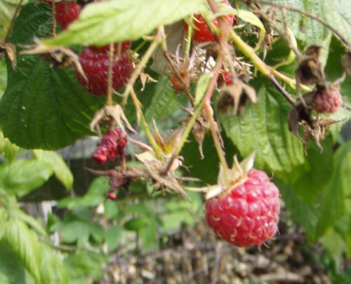 Photo of Rubus idaeus (Red Raspberry, European Raspberry)
