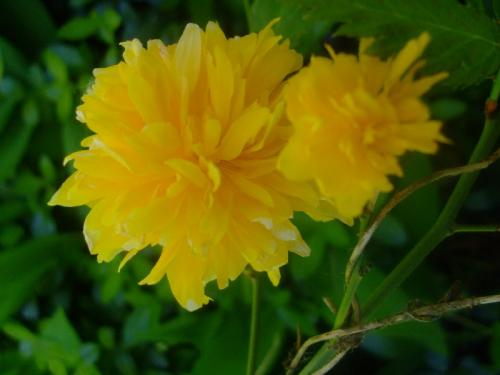 Photo of Kerria japonica (Kerria, Japanese Yellow Rose)