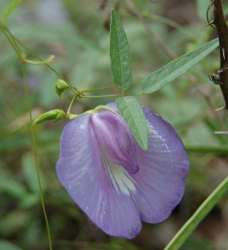 Photo of Centrosema virginianum (Spurred Butterfly Pea)