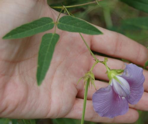 Photo of Centrosema virginianum (Spurred Butterfly Pea)