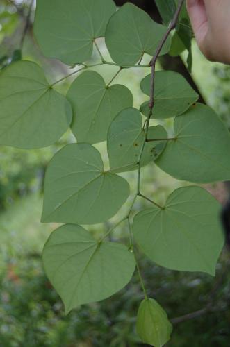 Photo of Cercis canadensis (Eastern Redbud, State Tree of Oklahoma)
