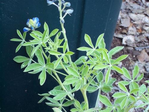 Photo of Lupinus texensis (State Flower of Texas, Texas Bluebonnet)