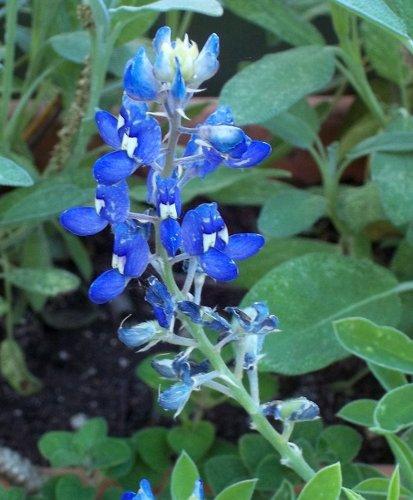 Photo of Lupinus texensis (State Flower of Texas, Texas Bluebonnet)