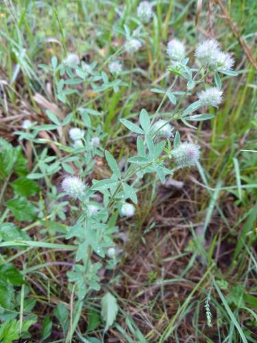 Photo of Trifolium arvense (Rabbitfoot Clover)