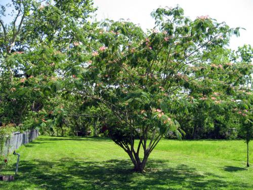 Photo of Albizia julibrissin (Mimosa Tree, Silk Tree, Pink Siris)