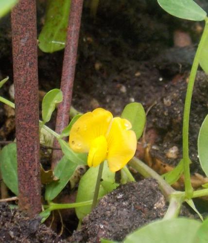 Photo of Arachis hypogaea (Peanut)