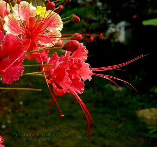 Photo of Caesalpinia pulcherrima (Peacock Flower, Barbados Pride)