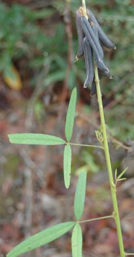Photo of Crotalaria lanceolata (Lanceleaf Rattlebox)