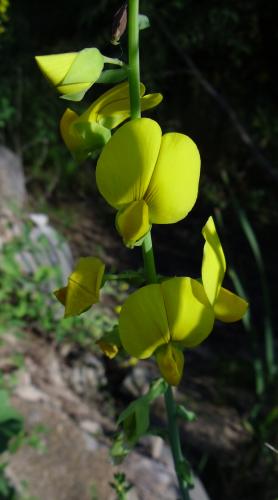 Photo of Crotalaria spectabilis (Showy Crotalaria, Showy Rattlebox)