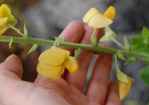 Photo of Crotalaria spectabilis (Showy Crotalaria, Showy Rattlebox)