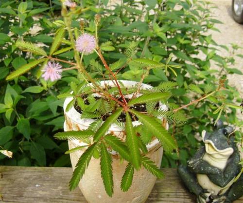 Photo of Mimosa pudica (Sensitive Plant, Tickle Me Plant)