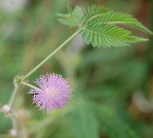 Photo of Mimosa pudica (Sensitive Plant, Tickle Me Plant)